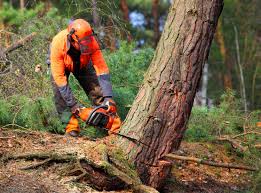 Trusted Fort Gibson, OK Tree Services Experts